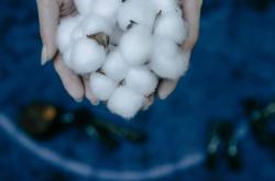 深度解析菜粕期货价格波动：多重因素交织下的市场博弈